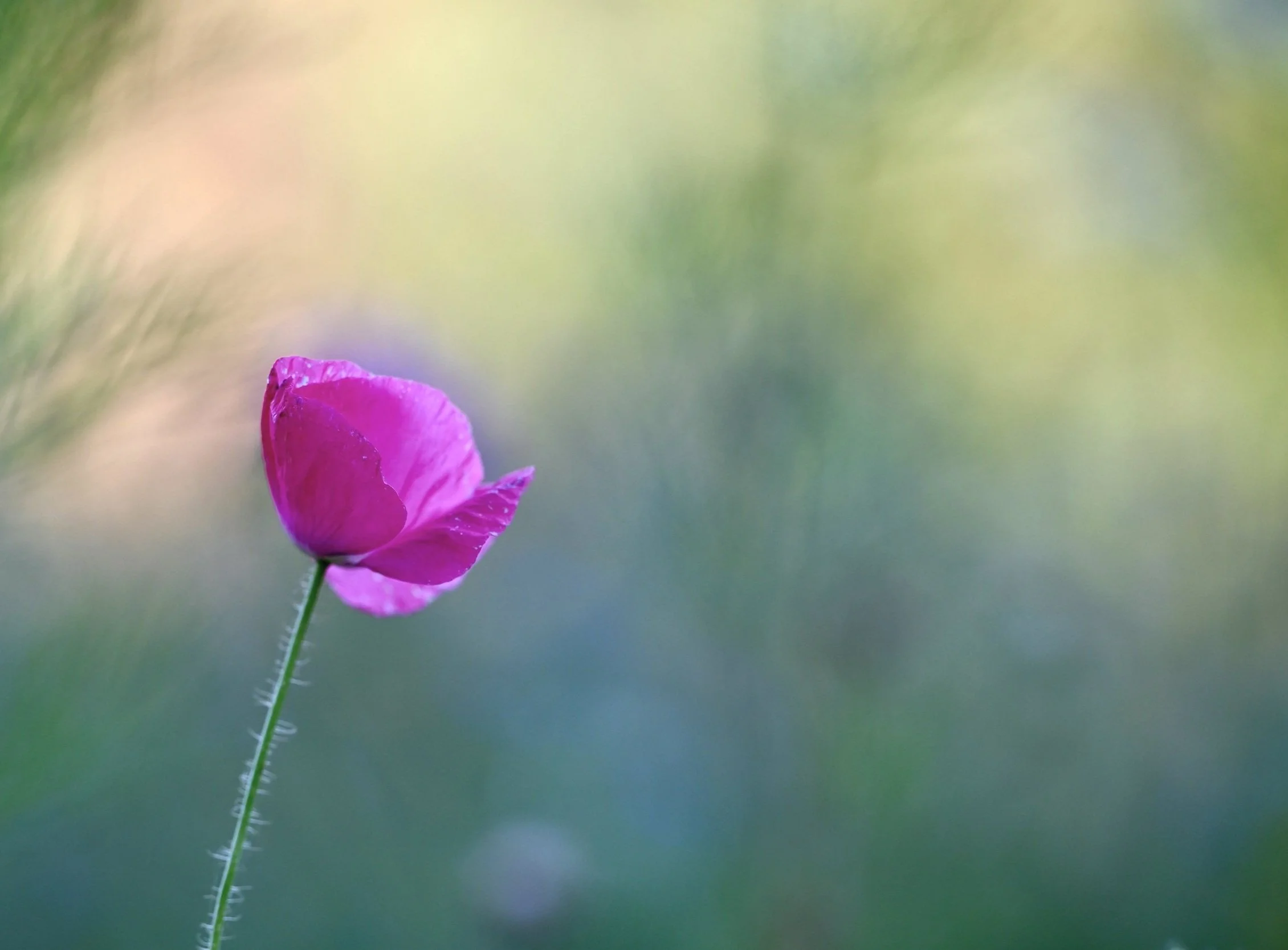 Lotus flower